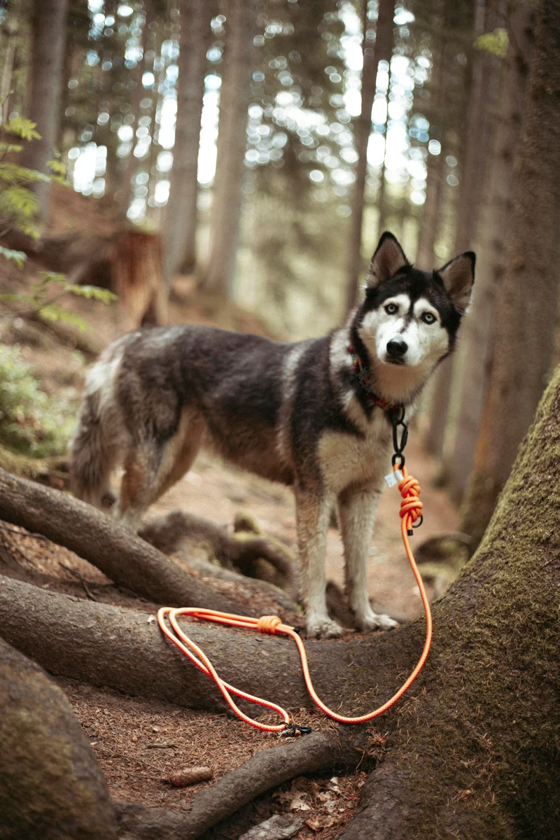 Mountain Climber | Hundeleine | Stufenlos verstellbar