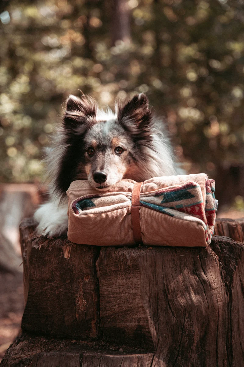 Northwood - Basecamp | Travel Blanket