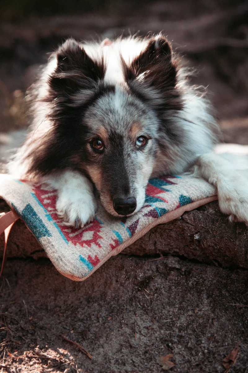 Northwood - Basecamp | Travel Blanket