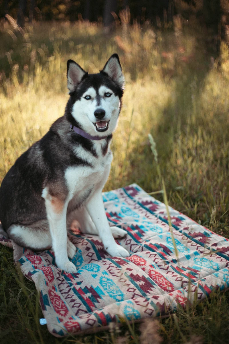 Northwood - Basecamp | Travel Blanket