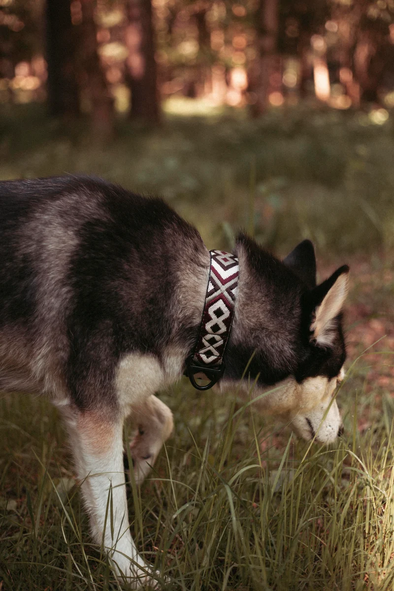 Redwood Roamer | verstellbares Hundehalsband