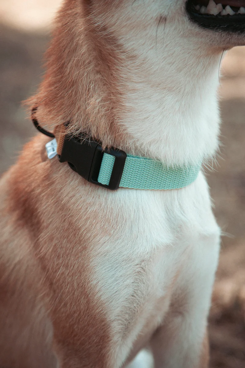 Pathfinder | verstellbares Hundehalsband