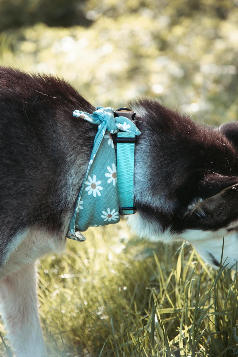 Pathfinder | verstellbares Hundehalsband