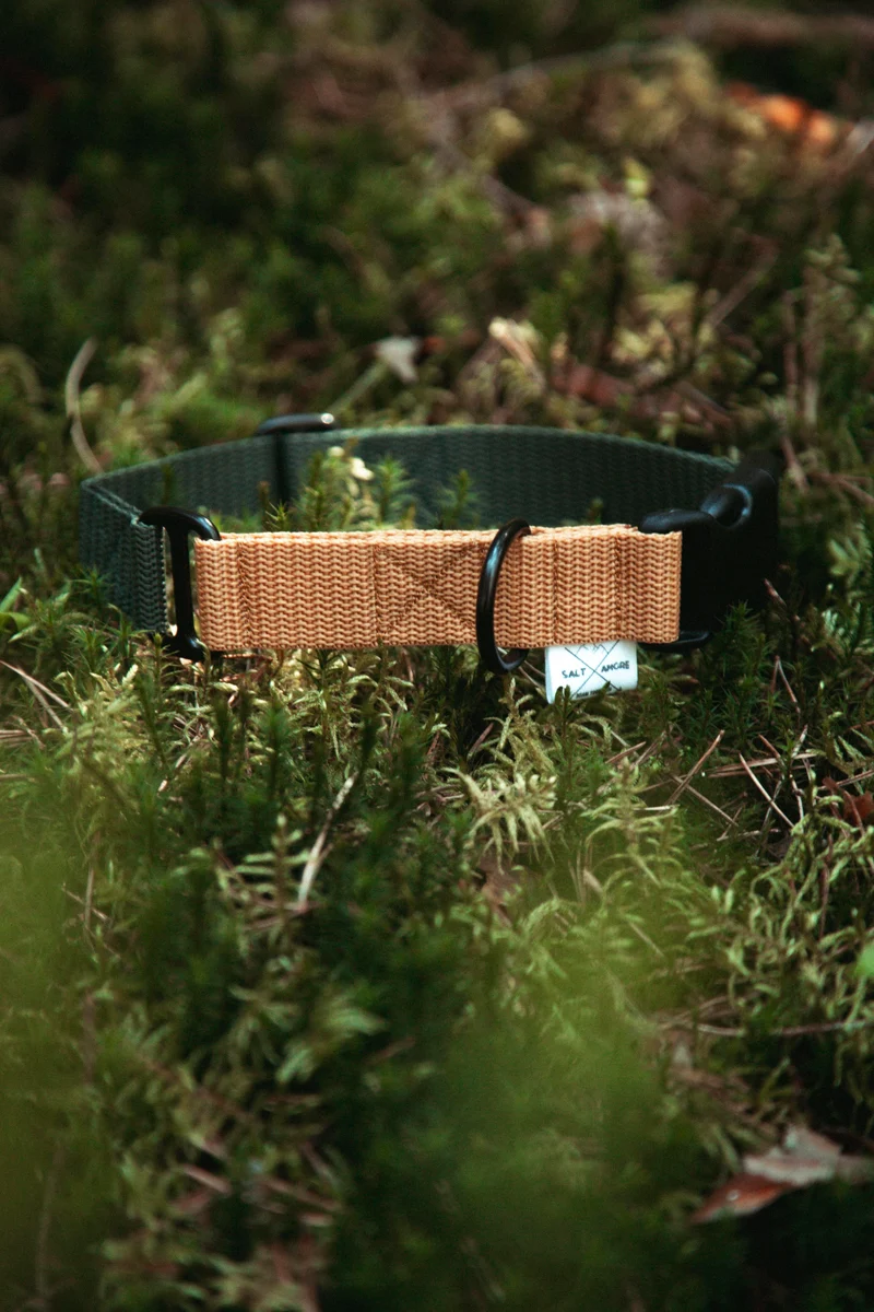 Pathfinder | verstellbares Hundehalsband