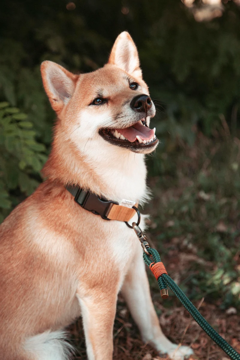 Pathfinder | verstellbares Hundehalsband