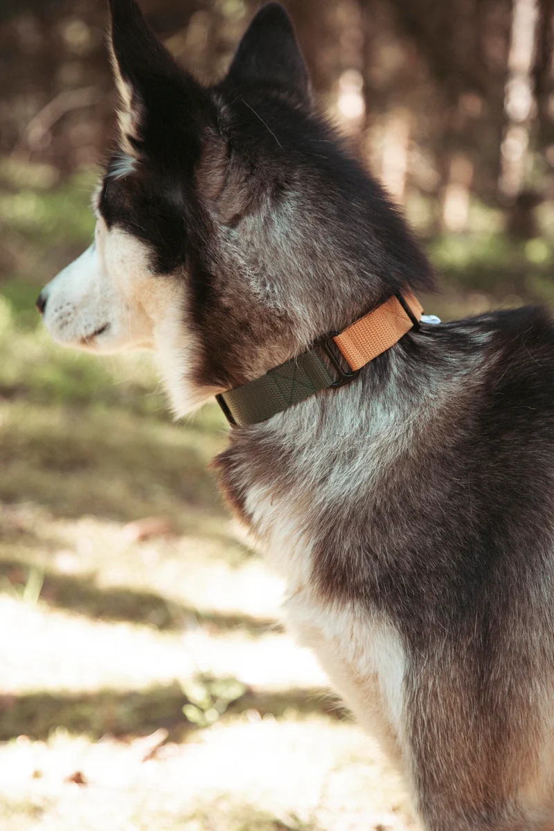 Pathfinder | verstellbares Hundehalsband
