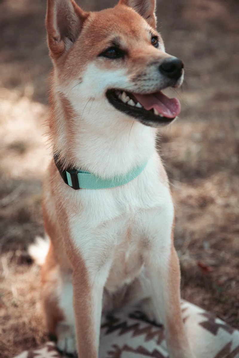 Pathfinder | verstellbares Hundehalsband