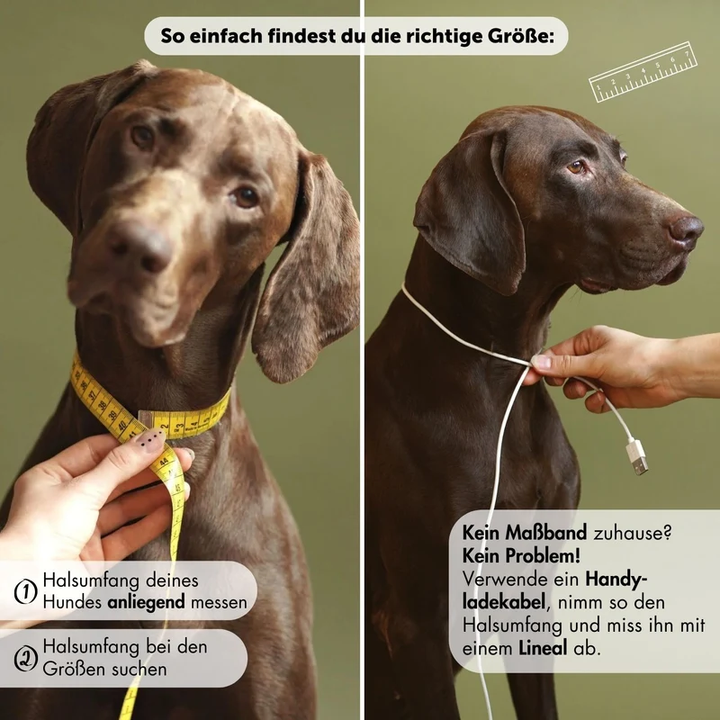 Set | Windhundhalsband (5 cm breit) & Leine aus Fettleder