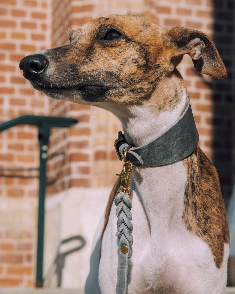 Set | Windhundhalsband (5 cm breit) & Leine aus Fettleder