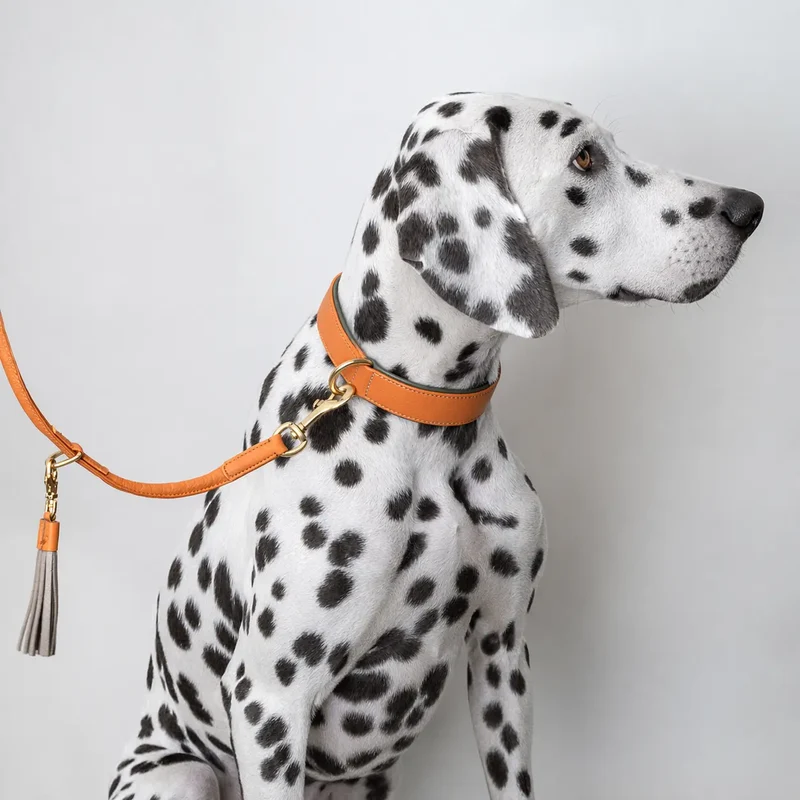 Lederhalsband „Doublé Classic“ – Orange Oliv