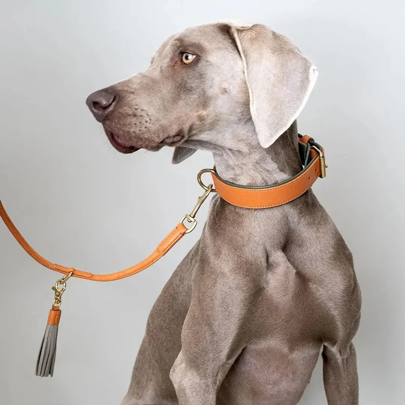 Lederhalsband „Doublé Classic“ – Orange Oliv