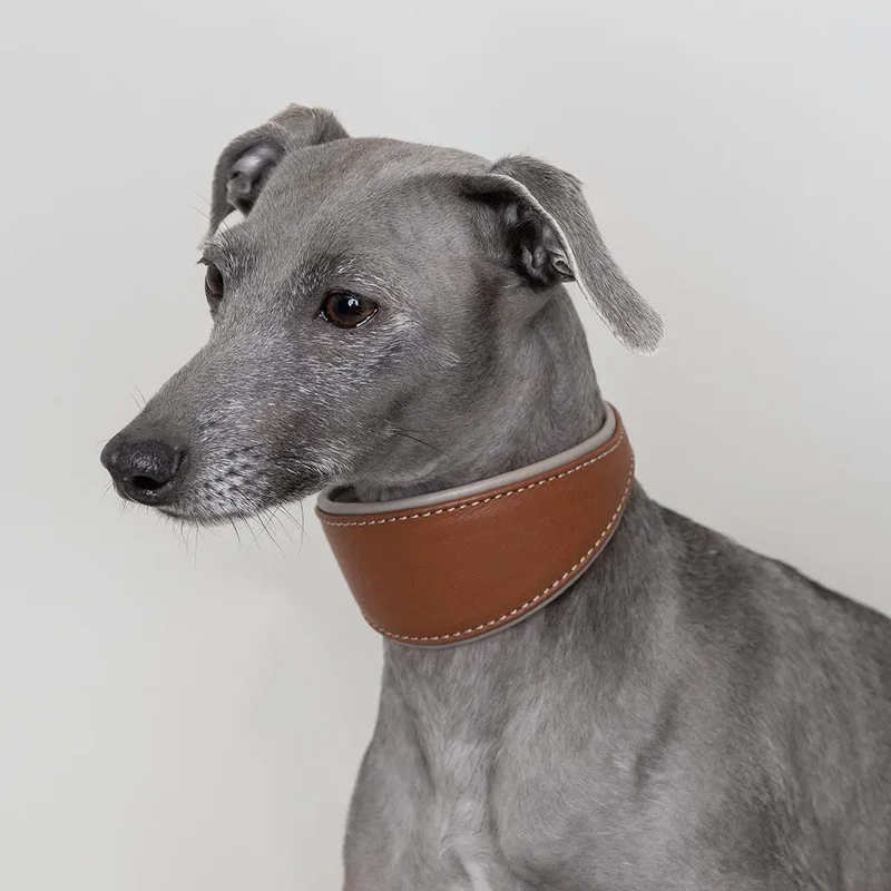 Windhund-Lederhalsband - "Doublé Greyhound" - Tan
