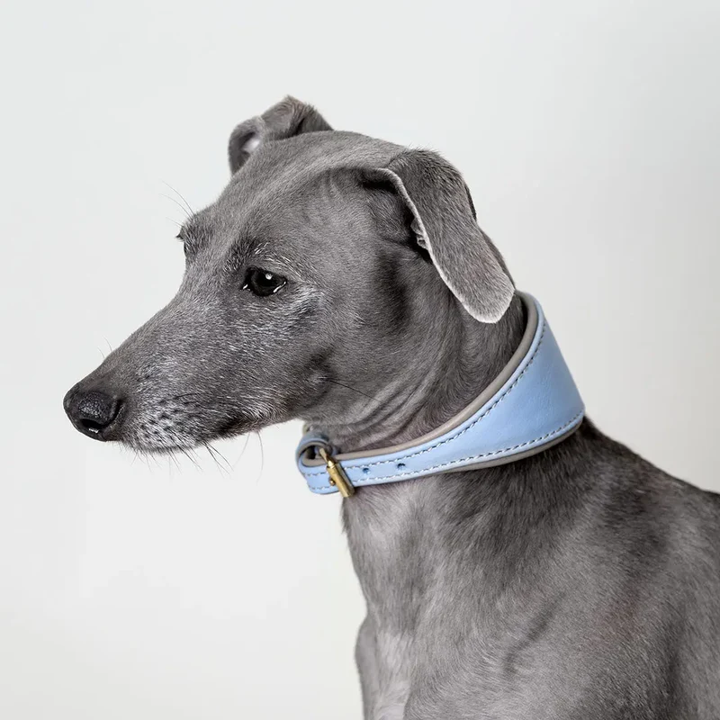 Windhund-Lederhalsband - "Doublé Greyhound" - Bleu