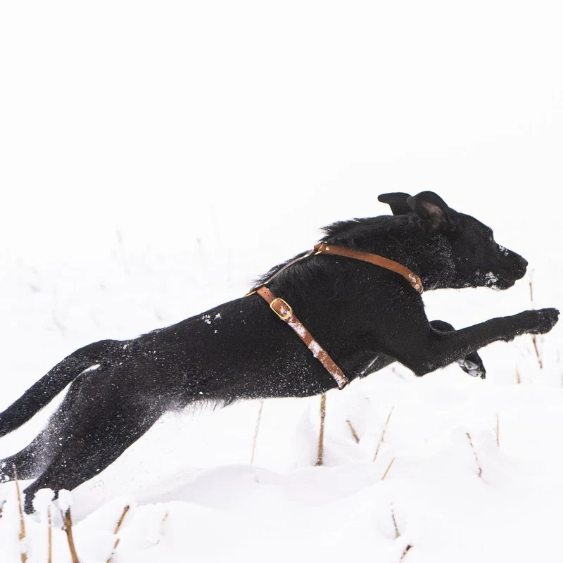 Hundegeschirr 'Bjarki' in Cognac