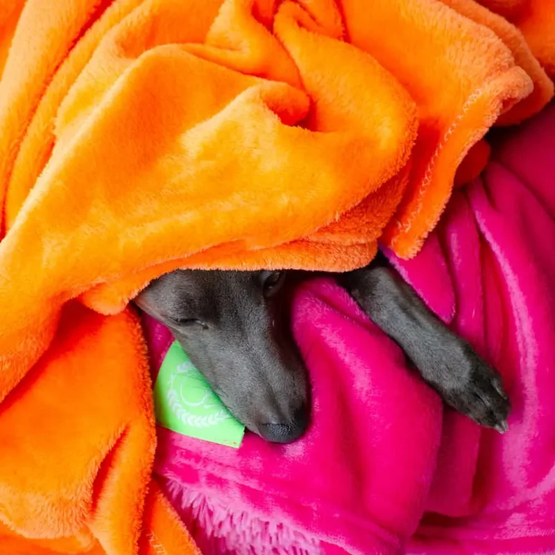 Kuscheldecke für Hunde "Blankie" - neon Farben