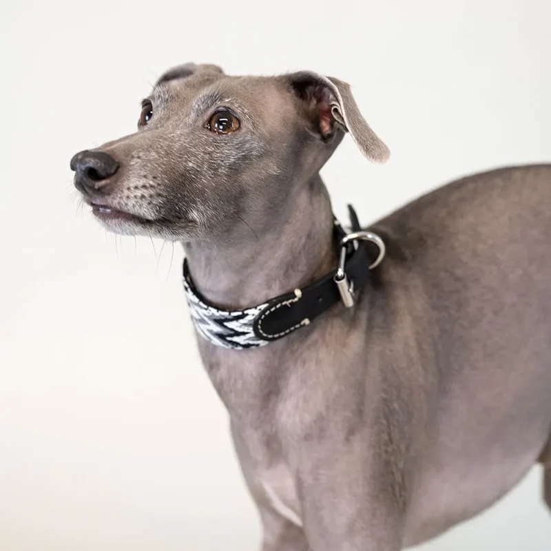 Hundehalsband - "Black Tribal" - Buddys