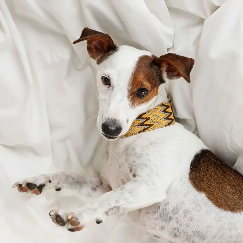 Bohemian Hundehalsband -"Yellow Zikzag" - Buddys