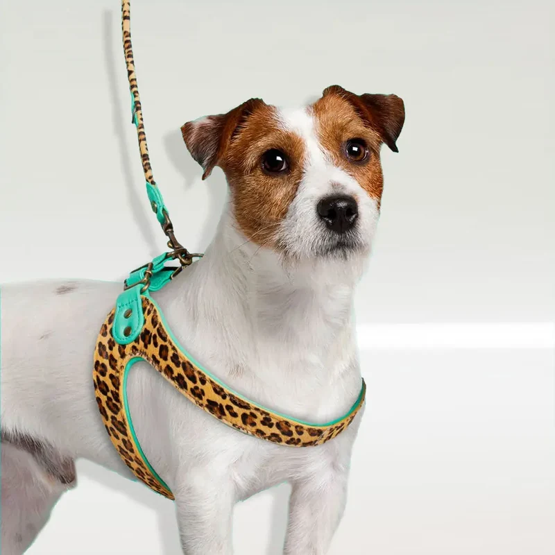 Step in Hundegeschirr - "Leo"