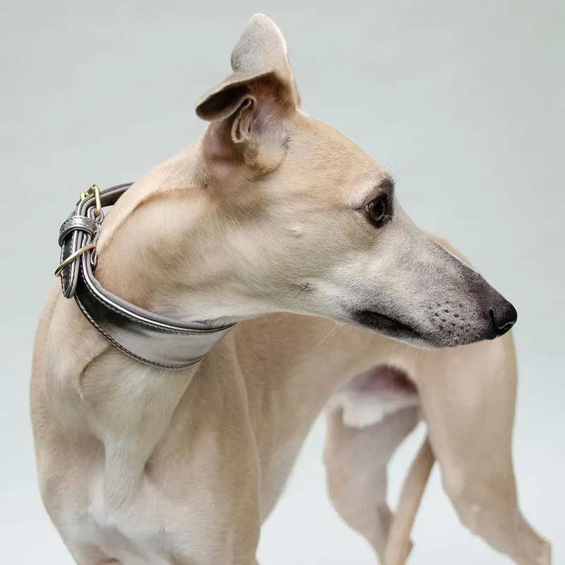 Gepolstertes Windhund-Halsband "Greyhound-Rise&Shine"