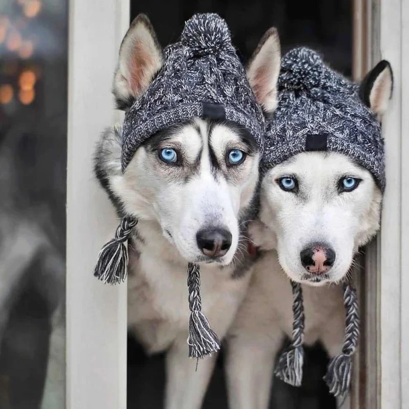 Hundemütze für kalte Wintertage