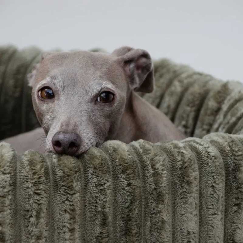 Das kuschelige Hundebett „Biscuit“ - oliv