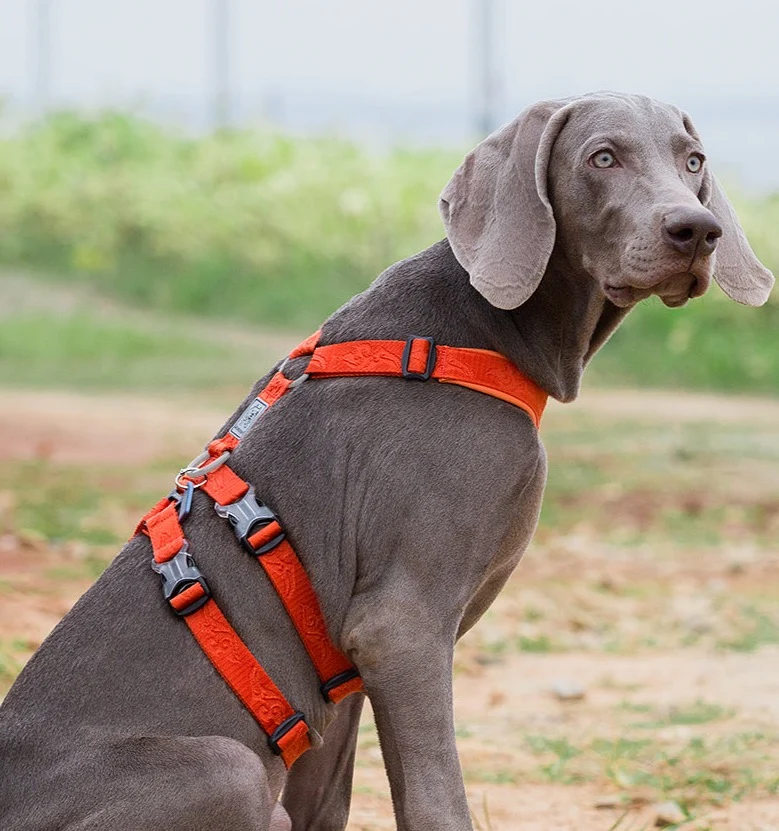 Ultraleichtes Doppel-H-Hundegeschirr Cordura
