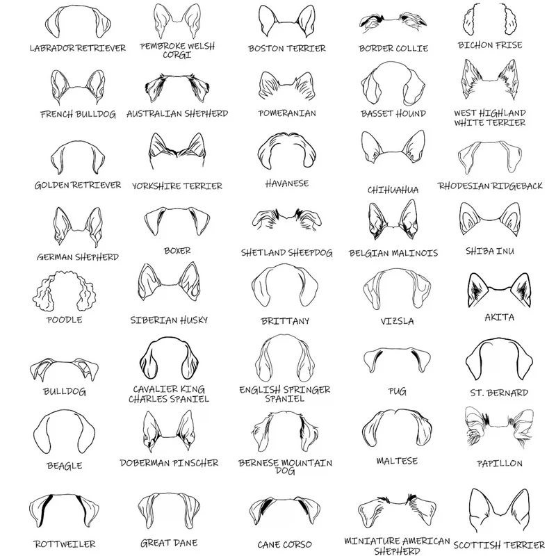 Dog Ears Hoodie – personalisiert