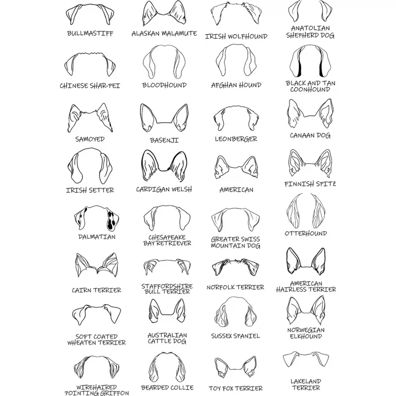 Dog Ears Hoodie – personalisiert