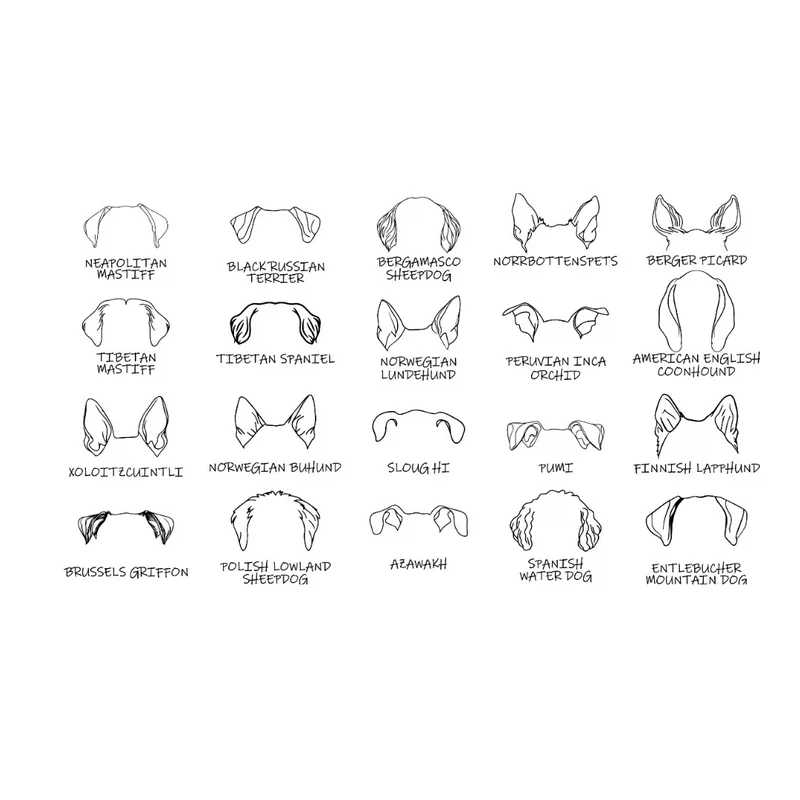 Dog Ears Hoodie – personalisiert