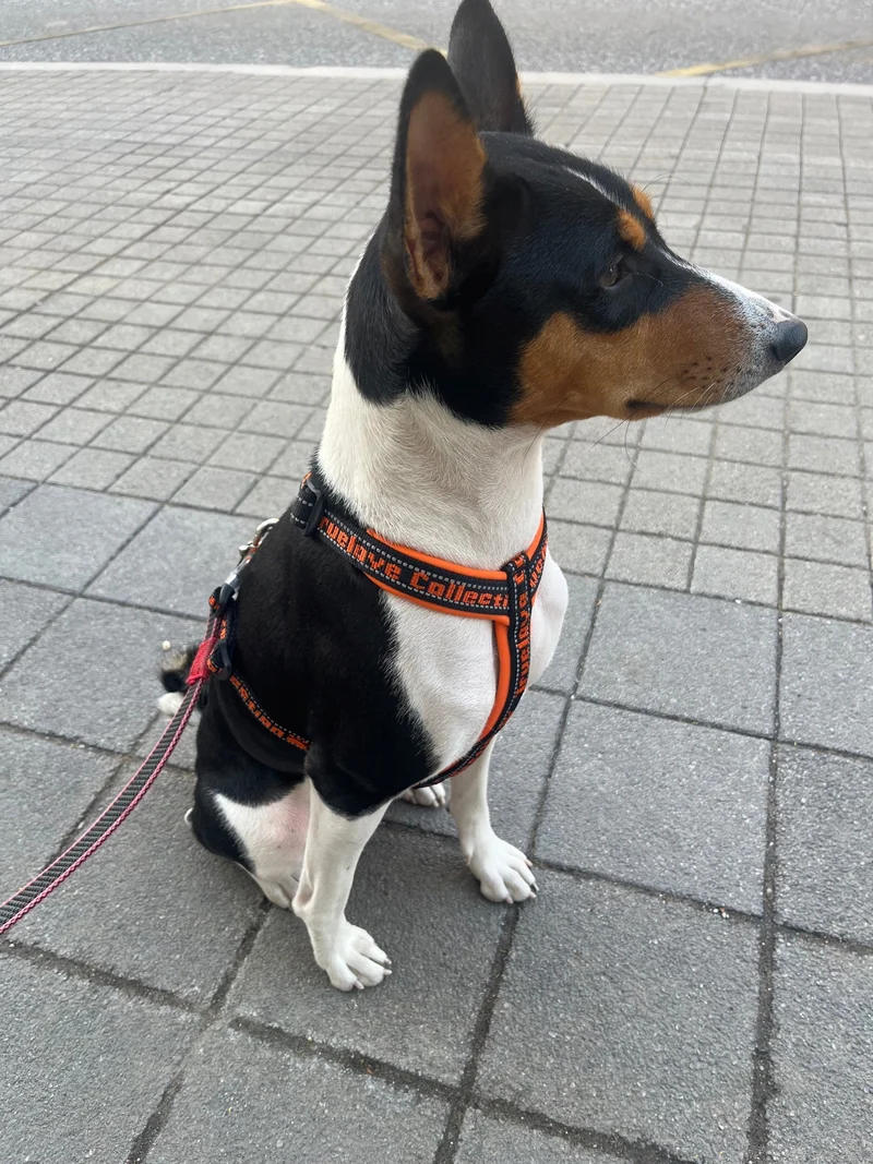Sportliches Hundegeschirr "TRUE LOVE COLLECTION"
