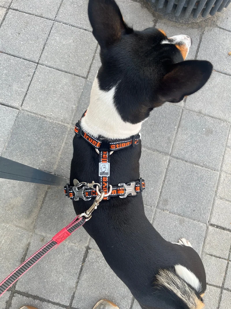 Sportliches Hundegeschirr "TRUE LOVE COLLECTION"