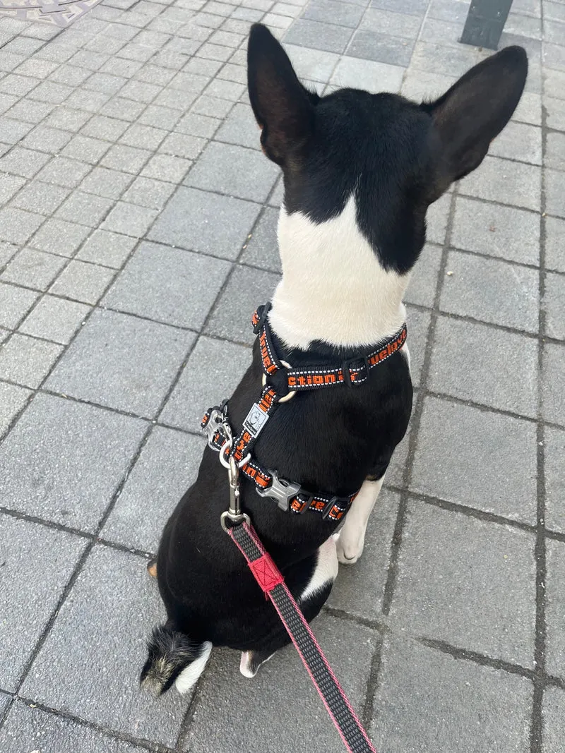 Sportliches Hundegeschirr "TRUE LOVE COLLECTION"