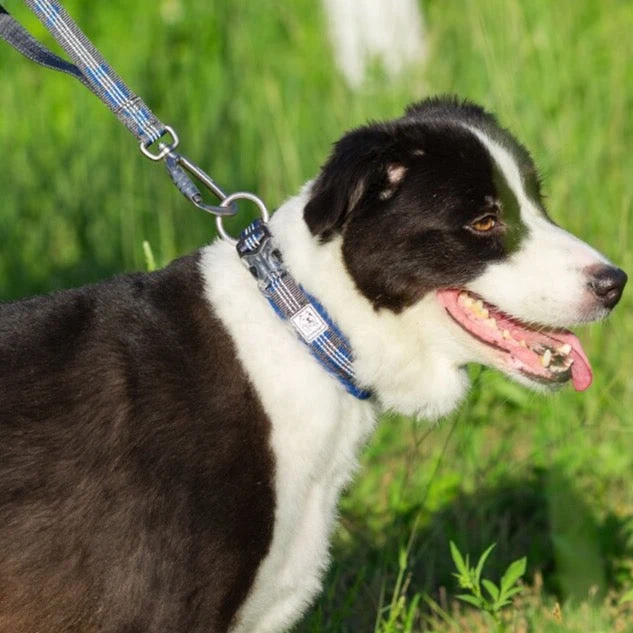 WINHYEPET Neopren gepolstertes und reflektierendes Halsband