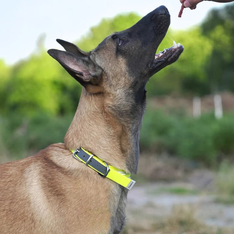 Wasserdichtes Hundehalsband mit Superreflexion