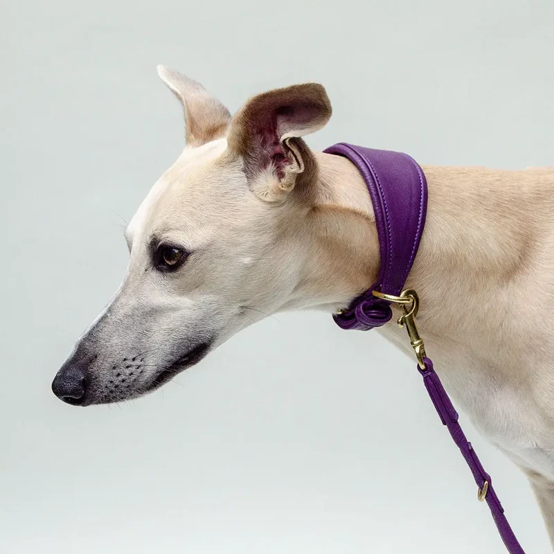 Windhund-Lederhalsband "Eden" - Lila