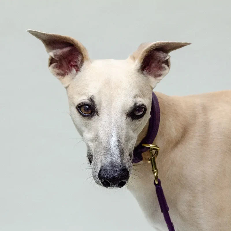 Windhund-Lederhalsband "Eden" - Lila