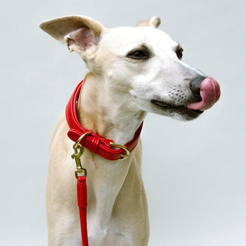 Windhund-Lederhalsband "Eden" - Red