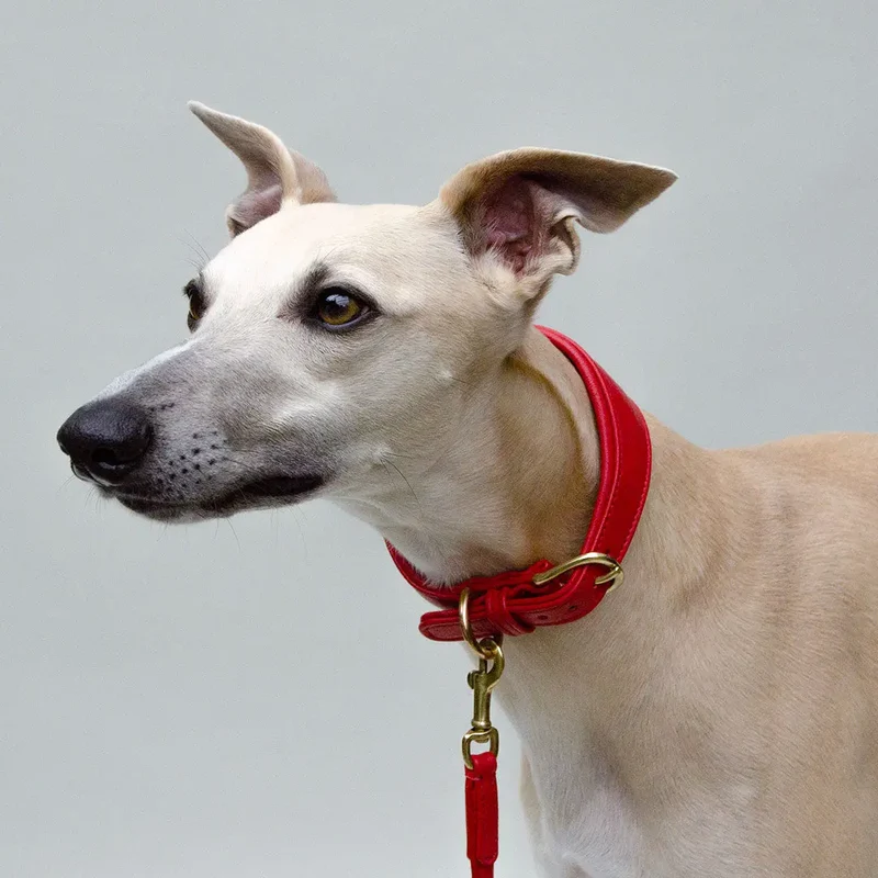 Windhund-Lederhalsband "Eden" - Red