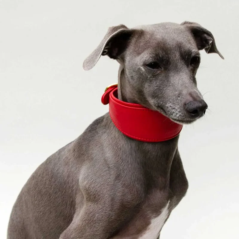 Windhund-Lederhalsband "Eden" - Red