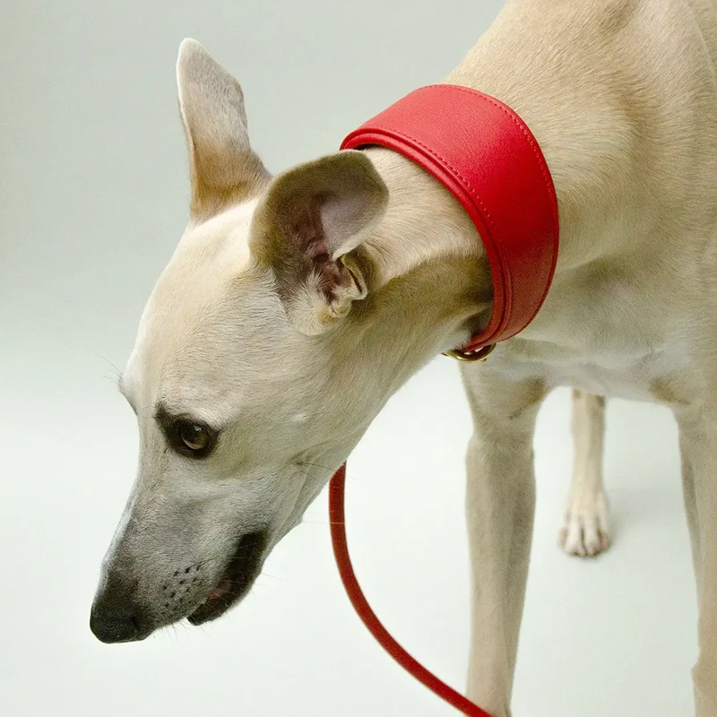 Windhund-Lederhalsband "Eden" - Red