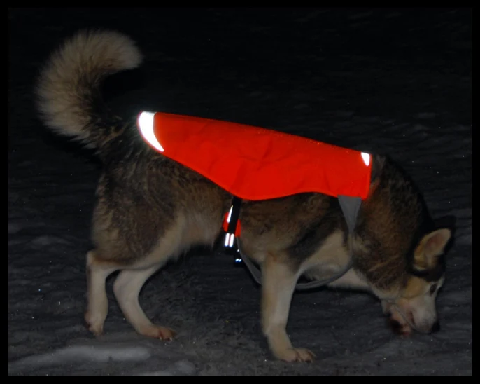 Trainingsjacke Cordura - Sicherheit, Komfort und Stil für Ihre Fellnase!