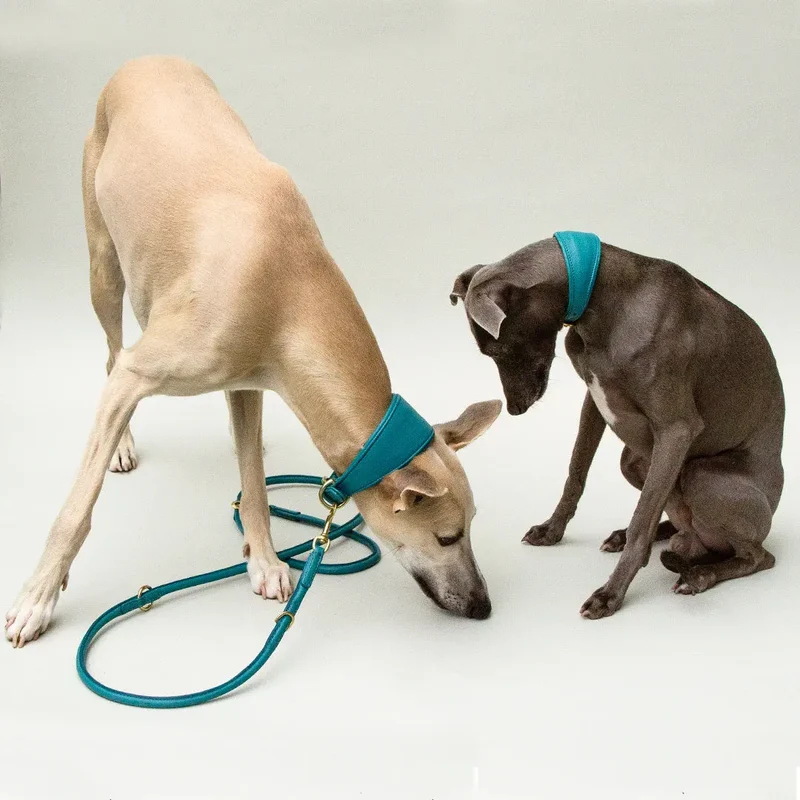 Windhund-Lederhalsband "Eden" - Ocean