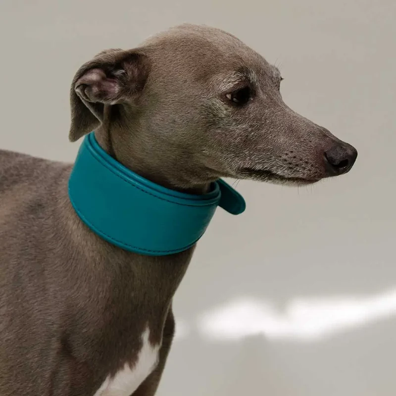 Windhund-Lederhalsband "Eden" - Ocean