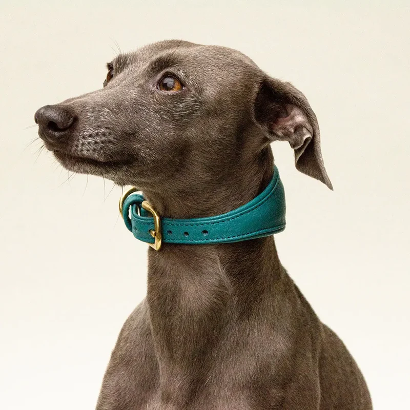 Windhund-Lederhalsband "Eden" - Ocean