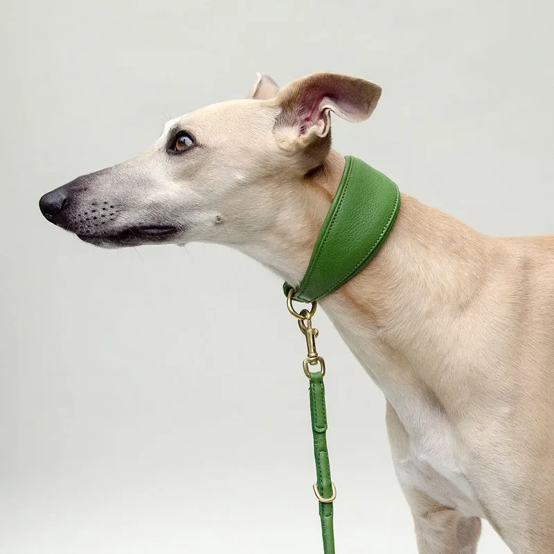Windhund-Lederhalsband "Eden" - Green
