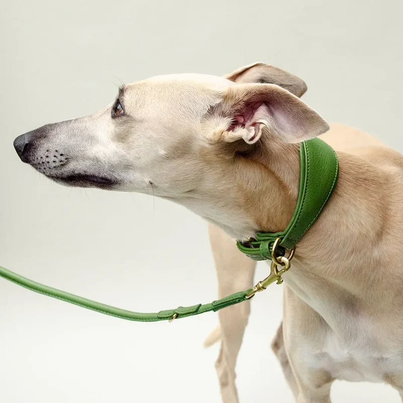 Windhund-Lederhalsband "Eden" - Green