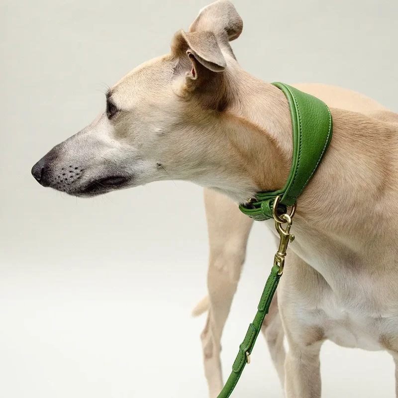 Windhund-Lederhalsband "Eden" - Green