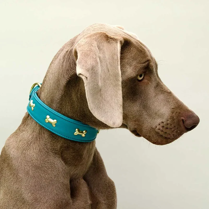 Hundehalsband "Golden Bone" - Türkis