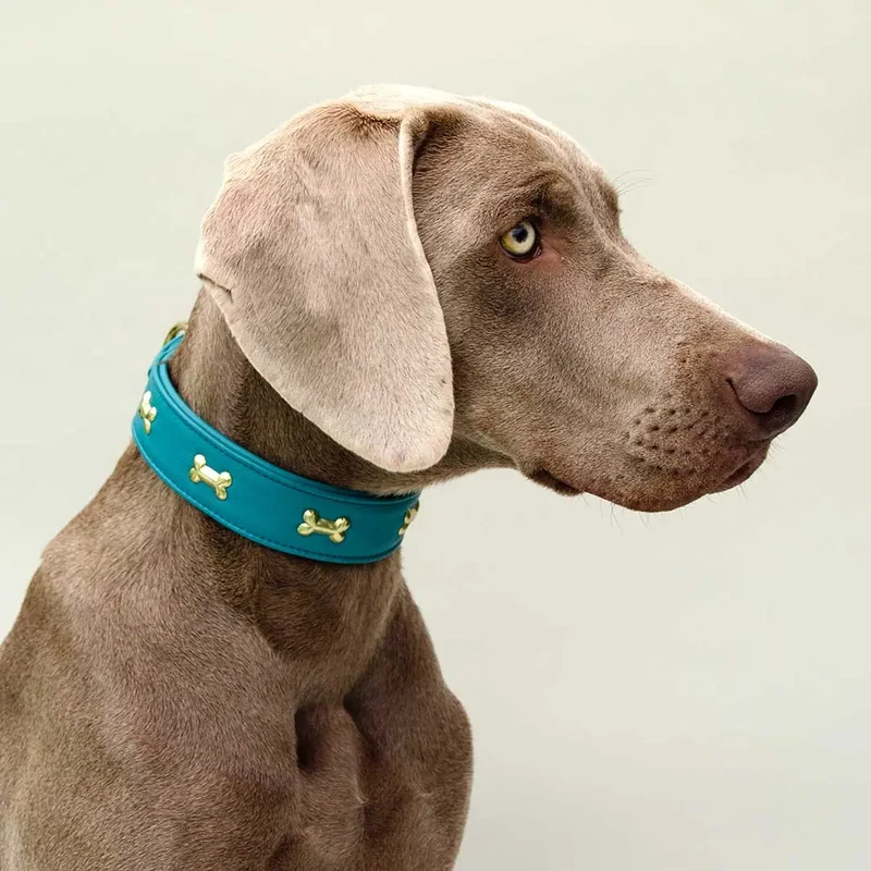 Hundehalsband "Golden Bone" - Türkis