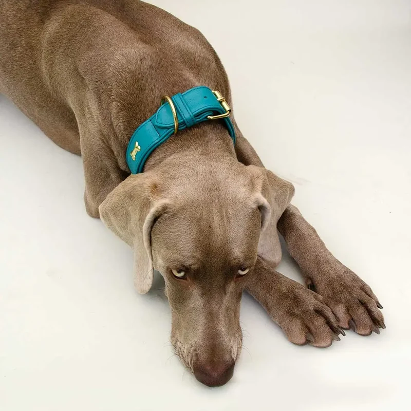 Hundehalsband "Golden Bone" - Türkis